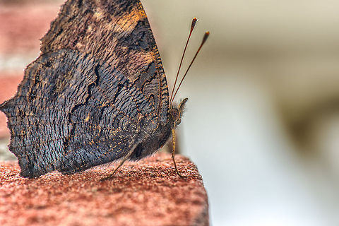 European Peacock Macro This is kind of a batman perspective, I was below the butterfly, shooting up. I used HDR to bring out more detail in its dark wings. European Peacock,Heesch,macro