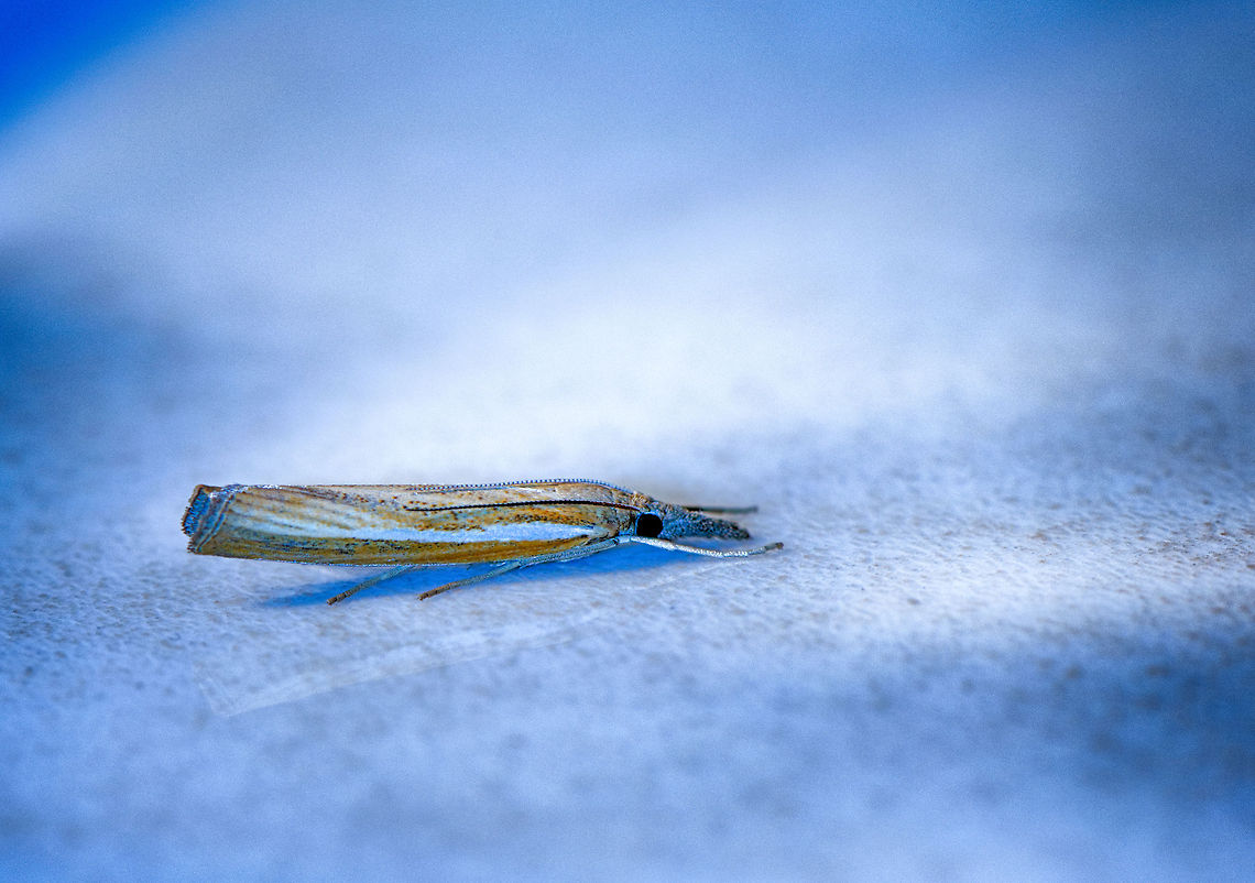 Agriphila tristella in our kitchen  Agriphila tristella,Heesch