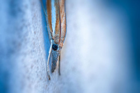 Agriphila tristella in our kitchen - closeup  Agriphila tristella,Heesch