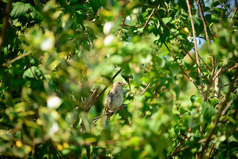 House Sparrow in our garden Whenever a cat makes an appearance in our back yard, the sparrows and blue tits seek shelter in the bushes of our neighbors. They just calmly wait for him to leave, whereas blackbirds aggressively squeak our cat away.  Heesch,House Sparrow,Passer domesticus