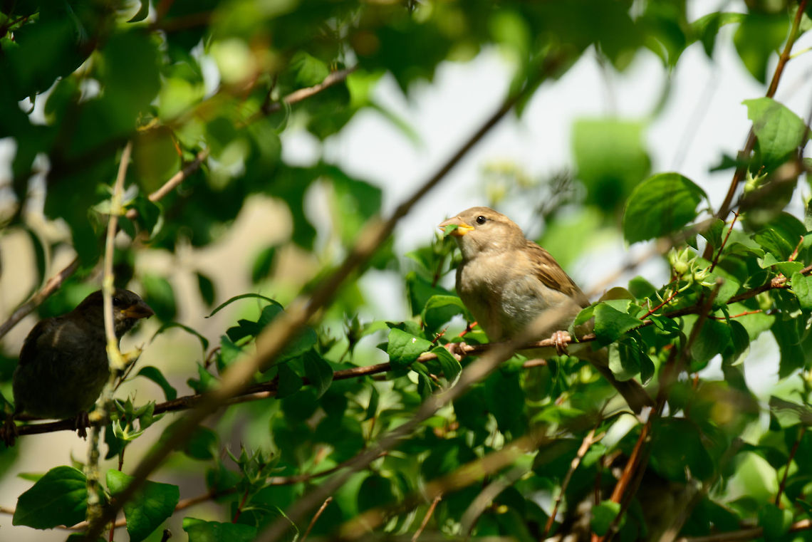 House Sparrow in our garden - closeup  Heesch,House Sparrow,Passer domesticus