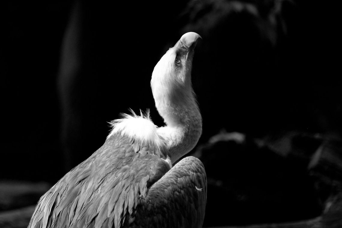 Griffon Vulture (Gyps fulvus) A Griffon Vulture is a so-called Old World vulture, meaning they spot dead animals only by sight, not by smell. Another vulture fact: the reason their heads are relatively bald is that otherwise blood spatters would make them impossible to clean. Arnhem Zoo,Griffon Vulture,Gyps fulvus,Vulture