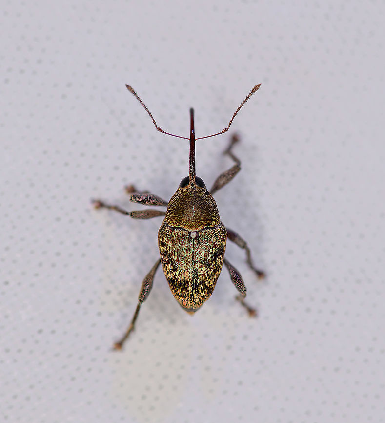 Acorn weevil, Heesch, Netherlands A little bycatch from last week&#039;s moth session. Acorn weevil,Curculio glandium,Europe,Heesch,Netherlands,World,the Netherlands