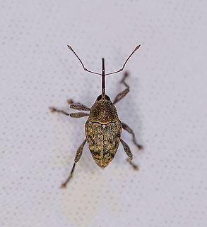 Acorn weevil, Heesch, Netherlands A little bycatch from last week's moth session. Acorn weevil,Curculio glandium,Europe,Heesch,Netherlands,World,the Netherlands