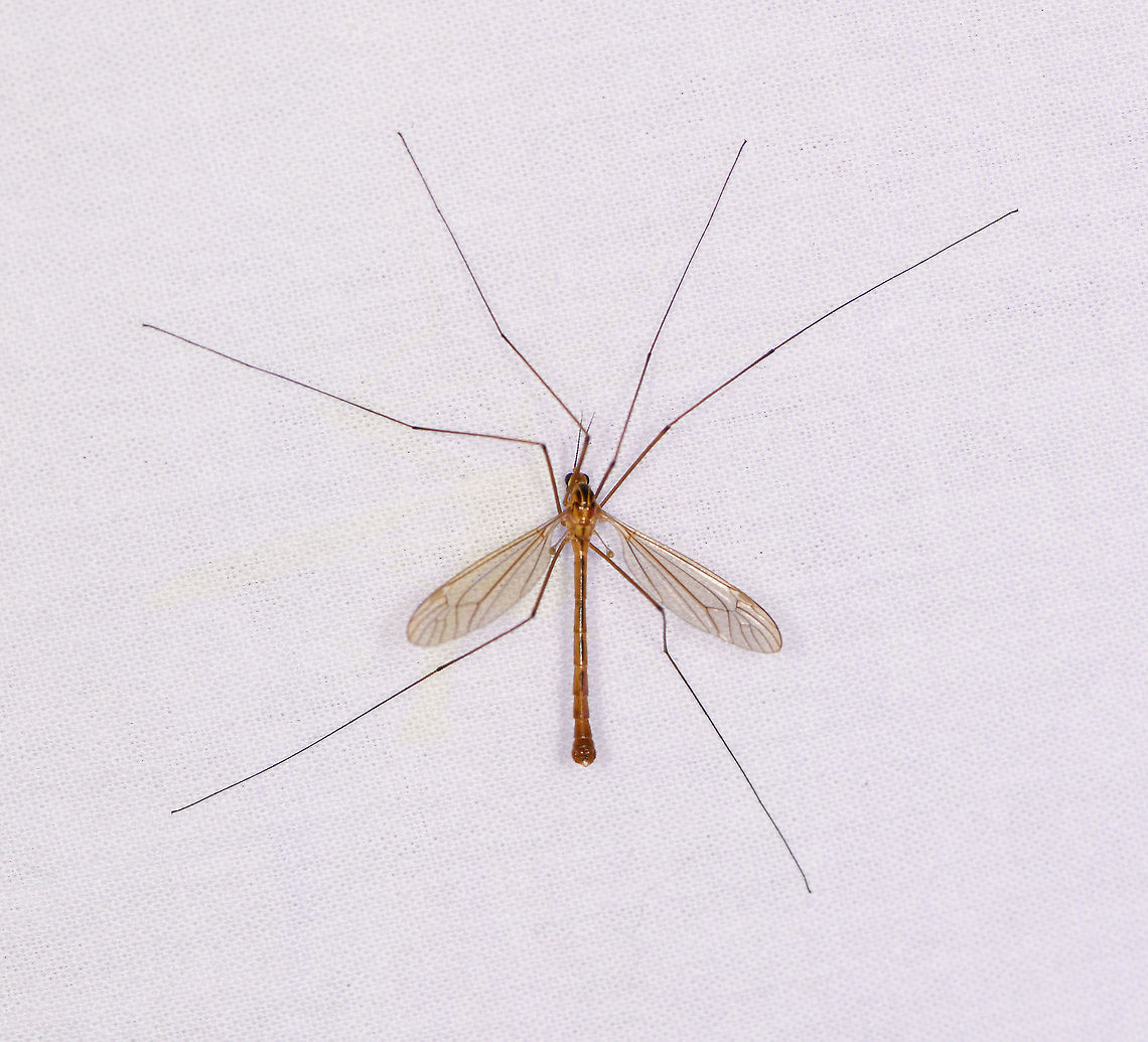 Nephrotoma scurra (male), Heesch, Netherlands ID tentative, it&#039;s quite a puzzle to come to a species in this genus. Reference used:<br />
<a href="https://images.naturalis.nl/original/203431.jpg" rel="nofollow">https://images.naturalis.nl/original/203431.jpg</a><br />
<br />
I&#039;ll check with an expert to confirm/reject. Europe,Heesch,Nephrotoma scurra,Netherlands,World,the Netherlands