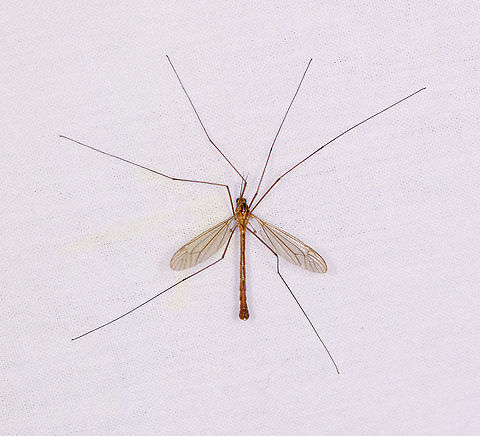 Nephrotoma scurra (male), Heesch, Netherlands ID tentative, it's quite a puzzle to come to a species in this genus. Reference used:
https://images.naturalis.nl/original/203431.jpg

I'll check with an expert to confirm/reject. Europe,Heesch,Nephrotoma scurra,Netherlands,World,the Netherlands