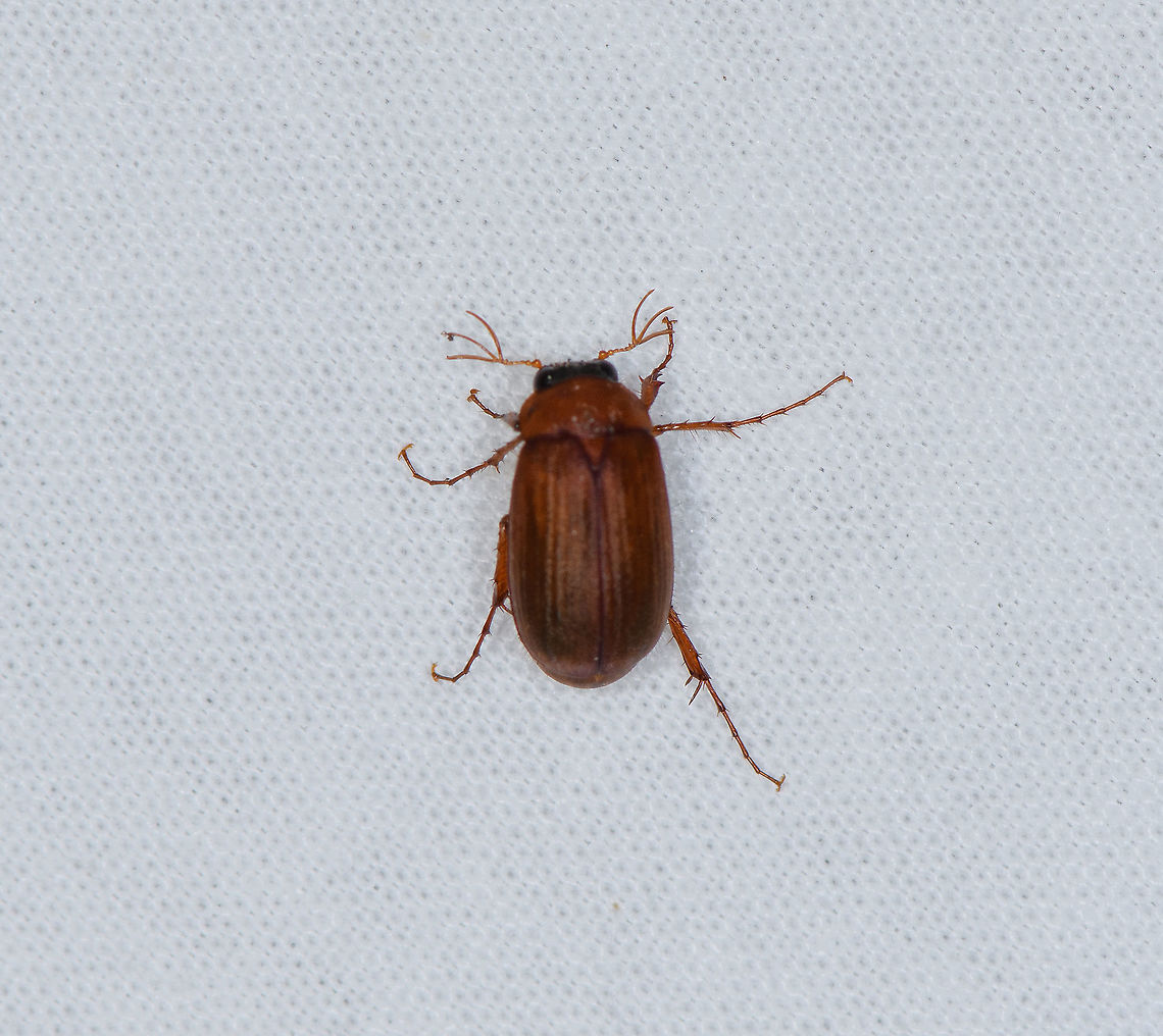 Brown Chafer, Heesch, Netherlands Apologies for the poor focusing. Wanted to share it anyway to highlight the antennae of this species Brown Chafer,Europe,Heesch,Netherlands,Serica brunnea,World,the Netherlands