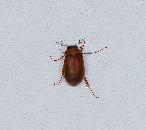 Brown Chafer, Heesch, Netherlands Apologies for the poor focusing. Wanted to share it anyway to highlight the antennae of this species Brown Chafer,Europe,Heesch,Netherlands,Serica brunnea,World,the Netherlands