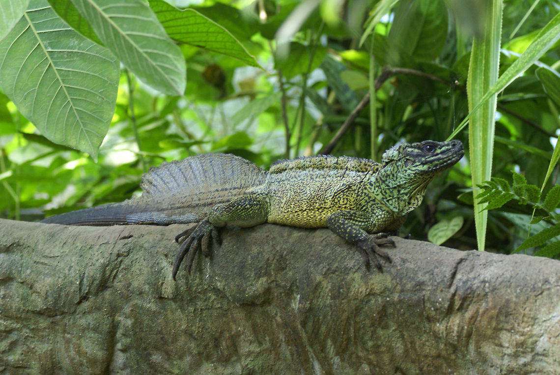 Yellow Green Lizard Not sure of the exact name, but it has a remarkable color. Arnhem Zoo,Hydrosaurus amboinensis,Lizard,Reptiles,Squamata
