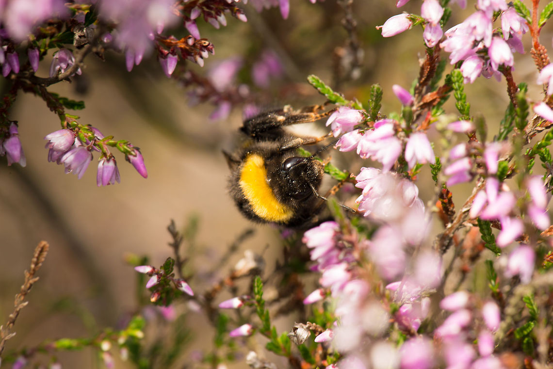 Bombus lucorum endulged in calluna I shall not forget this shot easily. It was one of my first field trips with my new expensive toy, the D800. Right after snapping this photo it completely powered down and blocked any action completely. I returned home with great anger and fear, only to find out the battery was flat. Bombus lucorum,Heesch,Macro