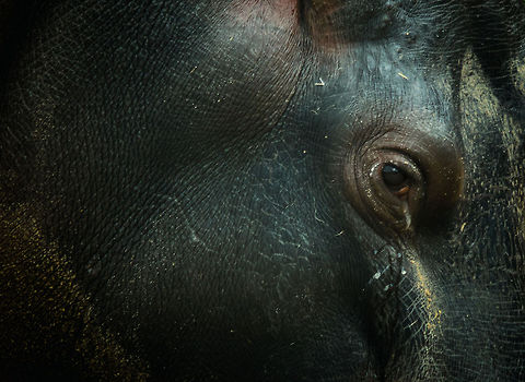 Hippopotamus closeup "
The hippopotamus is strong
And huge of head and broad of bustle;
The limbs on which he rolls along
Are big with hippopotomuscle.

He does not greatly care for sweets
Like ice cream, apple pie, or custard,
But takes to flavor what he eats
A little hippopotomustard.
"
from "habits of the Hippopotamus", the start of it actually
by by Arthur Guiterman  Antwerpen,Hippopotamus,Hippopotamus amphibius