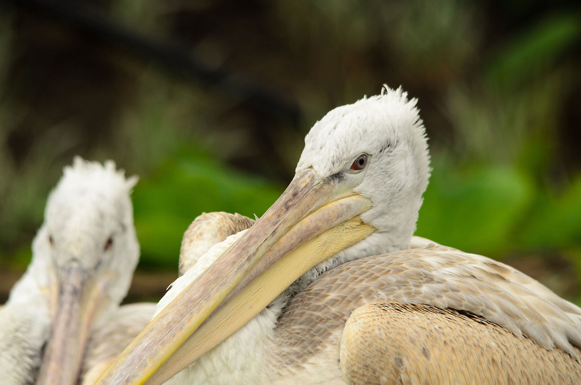 Stop staring at my wife  Antwerpen,Dalmatian Pelican,Pelecanus crispus
