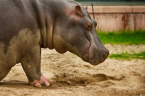 3PM...time to get up This lazy hippo in the Antwerp zoo does not move much, but when it does, people watch. Antwerpen,Hippopotamus,Hippopotamus amphibius