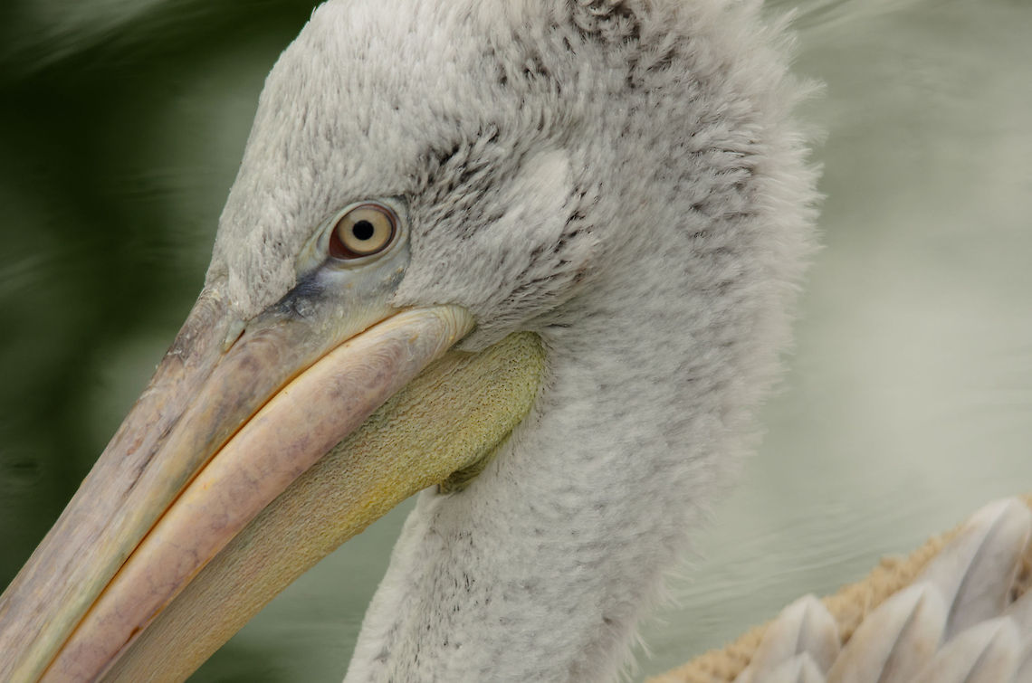 Dalmatian Pelican closeup  Antwerpen,Dalmatian Pelican,Pelecanus crispus