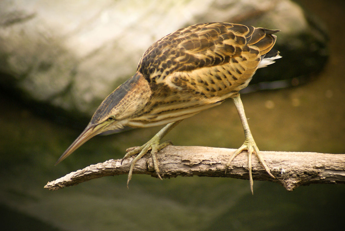 Eurasian Bittern (Botaurus stellaris) on a branch Eurasian Bittern sits on a branch in a hunting position, carefully watching the water for prey. Arnhem Zoo,Birds,Botaurus stellaris,Eurasian Bittern,Great Bittern,bittern