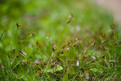 Bridal flight / Nuptial flight of the Yellow meadow ant, Heesch, Netherlands (hard to see, but this photo features both the female workers (tiny, orange) and the winged males (large, black))

Today I was lucky to discover a "Bridal Flight" in the small lawn of our backyard.

This particular species lives entirely below ground, where they milk aphids that feed on the roots of grass and other plants for honeydew. This ant species takes this symbiotic relation quite far: they create large underground chambers where said aphids can feed in peace, uninterrupted. They even hatch the eggs of the aphids to secure a new generation of "cows" and then transport them to the feeding chambers.

These ants don't like direct sunlight, yet do need some of its heat for their nest. In a natural habitat with tall grass, their nest will look like a bump above ground. In a situation with short grass (mowed lawn), the entire nest is below ground, and you're unlikely to know it even exists...unless you're lucky to witness this event. I found two nests on the same lawn, both having their bridal flight.

Most of the colony consists of female workers, which are small (3-5mm) and orange. They have a very juvenile or albino appearance, yet are adults. Unusual for ant workers, they are not uniform in size. Small workers take care of the queen whilst big workers handle food logistics.

The female workers make the call on timing the bridal flight. The decision is based on conditions, for many species it concerns the first hot and moist day after a cooler period in summer. Amazingly, timing is so reliable that this event is synchronized. Every independent nest will fly on the same day. Across the country, or territory with similar conditions.

The decision involves the physical process of female workers enlarging the nest opening, otherwise the queen can't get out. Next, ants are chased out of the opening.

Which sets the bridal stage. It largely consists of male ants, which only exist for a few weeks of the year, and are large, winged, and black. They come out by the hundreds or thousands. They are crash pilots, as they've never before used their wings. But they must, in an effort to reach the queen.

The queen flies as high as possible, as it favors to mate with a male from another nest, and not one of her own brothers. Yet the brothers try, climbing, crashing, pushing competitors down, all to reach the price. The lucky male to succeed, will deliver enough seed for the queen to lay eggs for life. 

And then all males die.

The queen may return to the nest for expansion, or create a new nest elsewhere. They'll try to find a safe place for the winter and start the colony the next spring. Some nests may be founded by multiple queens, yet only one egg-laying queen will remain, the others are killed by the workers.

Some people unaware of these nests freak out by this sudden unexpected explosion of ants, and may try to exterminate them. Don't! This is a critical day in their life cycle, let it happen uninterrupted. All males die and will be picked up by birds. Female workers retreat to the nest. The scene cleans itself up. Therefore, enjoy it. It's a marvel.

https://www.jungledragon.com/image/119776/bridal_flight_of_the_yellow_meadow_ant_-_nest_heesch_netherlands.html
https://www.jungledragon.com/image/119775/bridal_flight_of_the_yellow_meadow_ant_heesch_netherlands.html
https://www.jungledragon.com/image/119779/bridal_flight_of_the_yellow_meadow_ant_-_competition_heesch_netherlands.html Heesch,Lasius flavus,Yellow meadow ant