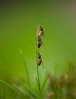 Bridal flight / Nuptial flight of the Yellow meadow ant - males, Heesch, Netherlands (this photo symbolizes the struggle of the males, inexperienced pilots, to get as high as possible to reach the queen)

Today I was lucky to discover a "Bridal Flight" in the small lawn of our backyard.

This particular species lives entirely below ground, where they milk aphids that feed on the roots of grass and other plants for honeydew. This ant species takes this symbiotic relation quite far: they create large underground chambers where said aphids can feed in peace, uninterrupted. They even hatch the eggs of the aphids to secure a new generation of "cows" and then transport them to the feeding chambers.

These ants don't like direct sunlight, yet do need some of its heat for their nest. In a natural habitat with tall grass, their nest will look like a bump above ground. In a situation with short grass (mowed lawn), the entire nest is below ground, and you're unlikely to know it even exists...unless you're lucky to witness this event. I found two nests on the same lawn, both having their bridal flight.

Most of the colony consists of female workers, which are small (3-5mm) and orange. They have a very juvenile or albino appearance, yet are adults. Unusual for ant workers, they are not uniform in size. Small workers take care of the queen whilst big workers handle food logistics.

The female workers make the call on timing the bridal flight. The decision is based on conditions, for many species it concerns the first hot and moist day after a cooler period in summer. Amazingly, timing is so reliable that this event is synchronized. Every independent nest will fly on the same day. Across the country, or territory with similar conditions.

The decision involves the physical process of female workers enlarging the nest opening, otherwise the queen can't get out. Next, ants are chased out of the opening.

Which sets the bridal stage. It largely consists of male ants, which only exist for a few weeks of the year, and are large, winged, and black. They come out by the hundreds or thousands. They are crash pilots, as they've never before used their wings. But they must, in an effort to reach the queen.

The queen flies as high as possible, as it favors to mate with a male from another nest, and not one of her own brothers. Yet the brothers try, climbing, crashing, pushing competitors down, all to reach the price. The lucky male to succeed, will deliver enough seed for the queen to lay eggs for life. 

And then all males die.

The queen may return to the nest for expansion, or create a new nest elsewhere. They'll try to find a safe place for the winter and start the colony the next spring. Some nests may be founded by multiple queens, yet only one egg-laying queen will remain, the others are killed by the workers.

Some people unaware of these nests freak out by this sudden unexpected explosion of ants, and may try to exterminate them. Don't! This is a critical day in their life cycle, let it happen uninterrupted. All males die and will be picked up by birds. Female workers retreat to the nest. The scene cleans itself up. Therefore, enjoy it. It's a marvel.

https://www.jungledragon.com/image/119776/bridal_flight_of_the_yellow_meadow_ant_-_nest_heesch_netherlands.html
https://www.jungledragon.com/image/119774/bridal_flight_of_the_yellow_meadow_ant_heesch_netherlands.html
https://www.jungledragon.com/image/119779/bridal_flight_of_the_yellow_meadow_ant_-_competition_heesch_netherlands.html Heesch,Lasius flavus,Yellow meadow ant