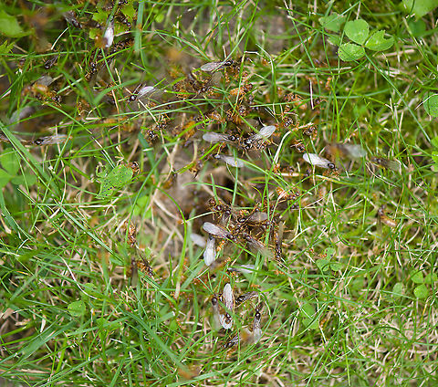 Bridal flight / Nuptial flight of the Yellow meadow ant - nest, Heesch, Netherlands (this photo shows the enlarged nest opening, specifically made for this day only, and typically the only clue that there was even a nest)

Today I was lucky to discover a "Bridal Flight" in the small lawn of our backyard.

This particular species lives entirely below ground, where they milk aphids that feed on the roots of grass and other plants for honeydew. This ant species takes this symbiotic relation quite far: they create large underground chambers where said aphids can feed in peace, uninterrupted. They even hatch the eggs of the aphids to secure a new generation of "cows" and then transport them to the feeding chambers.

These ants don't like direct sunlight, yet do need some of its heat for their nest. In a natural habitat with tall grass, their nest will look like a bump above ground. In a situation with short grass (mowed lawn), the entire nest is below ground, and you're unlikely to know it even exists...unless you're lucky to witness this event. I found two nests on the same lawn, both having their bridal flight.

Most of the colony consists of female workers, which are small (3-5mm) and orange. They have a very juvenile or albino appearance, yet are adults. Unusual for ant workers, they are not uniform in size. Small workers take care of the queen whilst big workers handle food logistics.

The female workers make the call on timing the bridal flight. The decision is based on conditions, for many species it concerns the first hot and moist day after a cooler period in summer. Amazingly, timing is so reliable that this event is synchronized. Every independent nest will fly on the same day. Across the country, or territory with similar conditions.

The decision involves the physical process of female workers enlarging the nest opening, otherwise the queen can't get out. Next, ants are chased out of the opening.

Which sets the bridal stage. It largely consists of male ants, which only exist for a few weeks of the year, and are large, winged, and black. They come out by the hundreds or thousands. They are crash pilots, as they've never before used their wings. But they must, in an effort to reach the queen.

The queen flies as high as possible, as it favors to mate with a male from another nest, and not one of her own brothers. Yet the brothers try, climbing, crashing, pushing competitors down, all to reach the price. The lucky male to succeed, will deliver enough seed for the queen to lay eggs for life. 

And then all males die.

The queen may return to the nest for expansion, or create a new nest elsewhere. They'll try to find a safe place for the winter and start the colony the next spring. Some nests may be founded by multiple queens, yet only one egg-laying queen will remain, the others are killed by the workers.

Some people unaware of these nests freak out by this sudden unexpected explosion of ants, and may try to exterminate them. Don't! This is a critical day in their life cycle, let it happen uninterrupted. All males die and will be picked up by birds. Female workers retreat to the nest. The scene cleans itself up. Therefore, enjoy it. It's a marvel.

https://www.jungledragon.com/image/119774/bridal_flight_of_the_yellow_meadow_ant_heesch_netherlands.html
https://www.jungledragon.com/image/119775/bridal_flight_of_the_yellow_meadow_ant_-_males_heesch_netherlands.html
https://www.jungledragon.com/image/119779/bridal_flight_of_the_yellow_meadow_ant_-_competition_heesch_netherlands.html Heesch,Lasius flavus,Yellow meadow ant