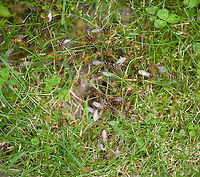 Bridal flight / Nuptial flight of the Yellow meadow ant - nest, Heesch, Netherlands (this photo shows the enlarged nest opening, specifically made for this day only, and typically the only clue that there was even a nest)<br />
<br />
Today I was lucky to discover a "Bridal Flight" in the small lawn of our backyard.<br />
<br />
This particular species lives entirely below ground, where they milk aphids that feed on the roots of grass and other plants for honeydew. This ant species takes this symbiotic relation quite far: they create large underground chambers where said aphids can feed in peace, uninterrupted. They even hatch the eggs of the aphids to secure a new generation of "cows" and then transport them to the feeding chambers.<br />
<br />
These ants don't like direct sunlight, yet do need some of its heat for their nest. In a natural habitat with tall grass, their nest will look like a bump above ground. In a situation with short grass (mowed lawn), the entire nest is below ground, and you're unlikely to know it even exists...unless you're lucky to witness this event. I found two nests on the same lawn, both having their bridal flight.<br />
<br />
Most of the colony consists of female workers, which are small (3-5mm) and orange. They have a very juvenile or albino appearance, yet are adults. Unusual for ant workers, they are not uniform in size. Small workers take care of the queen whilst big workers handle food logistics.<br />
<br />
The female workers make the call on timing the bridal flight. The decision is based on conditions, for many species it concerns the first hot and moist day after a cooler period in summer. Amazingly, timing is so reliable that this event is synchronized. Every independent nest will fly on the same day. Across the country, or territory with similar conditions.<br />
<br />
The decision involves the physical process of female workers enlarging the nest opening, otherwise the queen can't get out. Next, ants are chased out of the opening.<br />
<br />
Which sets the bridal stage. It largely consists of male ants, which only exist for a few weeks of the year, and are large, winged, and black. They come out by the hundreds or thousands. They are crash pilots, as they've never before used their wings. But they must, in an effort to reach the queen.<br />
<br />
The queen flies as high as possible, as it favors to mate with a male from another nest, and not one of her own brothers. Yet the brothers try, climbing, crashing, pushing competitors down, all to reach the price. The lucky male to succeed, will deliver enough seed for the queen to lay eggs for life. <br />
<br />
And then all males die.<br />
<br />
The queen may return to the nest for expansion, or create a new nest elsewhere. They'll try to find a safe place for the winter and start the colony the next spring. Some nests may be founded by multiple queens, yet only one egg-laying queen will remain, the others are killed by the workers.<br />
<br />
Some people unaware of these nests freak out by this sudden unexpected explosion of ants, and may try to exterminate them. Don't! This is a critical day in their life cycle, let it happen uninterrupted. All males die and will be picked up by birds. Female workers retreat to the nest. The scene cleans itself up. Therefore, enjoy it. It's a marvel.<br />
<br />
https://www.jungledragon.com/image/119774/bridal_flight_of_the_yellow_meadow_ant_heesch_netherlands.html<br />
https://www.jungledragon.com/image/119775/bridal_flight_of_the_yellow_meadow_ant_-_males_heesch_netherlands.html<br />
https://www.jungledragon.com/image/119779/bridal_flight_of_the_yellow_meadow_ant_-_competition_heesch_netherlands.html Heesch,Lasius flavus,Yellow meadow ant