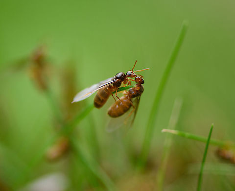 Bridal flight / Nuptial flight of the Yellow meadow ant - competition, Heesch, Netherlands (these males are unlikely to be kissing, instead sabotaging each other's attempt to reach the queen).

Today I was lucky to discover a "Bridal Flight" in the small lawn of our backyard.

This particular species lives entirely below ground, where they milk aphids that feed on the roots of grass and other plants for honeydew. This ant species takes this symbiotic relation quite far: they create large underground chambers where said aphids can feed in peace, uninterrupted. They even hatch the eggs of the aphids to secure a new generation of "cows" and then transport them to the feeding chambers.

These ants don't like direct sunlight, yet do need some of its heat for their nest. In a natural habitat with tall grass, their nest will look like a bump above ground. In a situation with short grass (mowed lawn), the entire nest is below ground, and you're unlikely to know it even exists...unless you're lucky to witness this event. I found two nests on the same lawn, both having their bridal flight.

Most of the colony consists of female workers, which are small (3-5mm) and orange. They have a very juvenile or albino appearance, yet are adults. Unusual for ant workers, they are not uniform in size. Small workers take care of the queen whilst big workers handle food logistics.

The female workers make the call on timing the bridal flight. The decision is based on conditions, for many species it concerns the first hot and moist day after a cooler period in summer. Amazingly, timing is so reliable that this event is synchronized. Every independent nest will fly on the same day. Across the country, or territory with similar conditions.

The decision involves the physical process of female workers enlarging the nest opening, otherwise the queen can't get out. Next, ants are chased out of the opening.

Which sets the bridal stage. It largely consists of male ants, which only exist for a few weeks of the year, and are large, winged, and black. They come out by the hundreds or thousands. They are crash pilots, as they've never before used their wings. But they must, in an effort to reach the queen.

The queen flies as high as possible, as it favors to mate with a male from another nest, and not one of her own brothers. Yet the brothers try, climbing, crashing, pushing competitors down, all to reach the price. The lucky male to succeed, will deliver enough seed for the queen to lay eggs for life. 

And then all males die.

The queen may return to the nest for expansion, or create a new nest elsewhere. They'll try to find a safe place for the winter and start the colony the next spring. Some nests may be founded by multiple queens, yet only one egg-laying queen will remain, the others are killed by the workers.

Some people unaware of these nests freak out by this sudden unexpected explosion of ants, and may try to exterminate them. Don't! This is a critical day in their life cycle, let it happen uninterrupted. All males die and will be picked up by birds. Female workers retreat to the nest. The scene cleans itself up. Therefore, enjoy it. It's a marvel.

https://www.jungledragon.com/image/119776/bridal_flight_of_the_yellow_meadow_ant_-_nest_heesch_netherlands.html
https://www.jungledragon.com/image/119774/bridal_flight_of_the_yellow_meadow_ant_heesch_netherlands.html
https://www.jungledragon.com/image/119775/bridal_flight_of_the_yellow_meadow_ant_-_males_heesch_netherlands.html Heesch,Lasius flavus,Yellow meadow ant