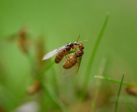 Bridal flight / Nuptial flight of the Yellow meadow ant - competition, Heesch, Netherlands (these males are unlikely to be kissing, instead sabotaging each other's attempt to reach the queen).<br />
<br />
Today I was lucky to discover a "Bridal Flight" in the small lawn of our backyard.<br />
<br />
This particular species lives entirely below ground, where they milk aphids that feed on the roots of grass and other plants for honeydew. This ant species takes this symbiotic relation quite far: they create large underground chambers where said aphids can feed in peace, uninterrupted. They even hatch the eggs of the aphids to secure a new generation of "cows" and then transport them to the feeding chambers.<br />
<br />
These ants don't like direct sunlight, yet do need some of its heat for their nest. In a natural habitat with tall grass, their nest will look like a bump above ground. In a situation with short grass (mowed lawn), the entire nest is below ground, and you're unlikely to know it even exists...unless you're lucky to witness this event. I found two nests on the same lawn, both having their bridal flight.<br />
<br />
Most of the colony consists of female workers, which are small (3-5mm) and orange. They have a very juvenile or albino appearance, yet are adults. Unusual for ant workers, they are not uniform in size. Small workers take care of the queen whilst big workers handle food logistics.<br />
<br />
The female workers make the call on timing the bridal flight. The decision is based on conditions, for many species it concerns the first hot and moist day after a cooler period in summer. Amazingly, timing is so reliable that this event is synchronized. Every independent nest will fly on the same day. Across the country, or territory with similar conditions.<br />
<br />
The decision involves the physical process of female workers enlarging the nest opening, otherwise the queen can't get out. Next, ants are chased out of the opening.<br />
<br />
Which sets the bridal stage. It largely consists of male ants, which only exist for a few weeks of the year, and are large, winged, and black. They come out by the hundreds or thousands. They are crash pilots, as they've never before used their wings. But they must, in an effort to reach the queen.<br />
<br />
The queen flies as high as possible, as it favors to mate with a male from another nest, and not one of her own brothers. Yet the brothers try, climbing, crashing, pushing competitors down, all to reach the price. The lucky male to succeed, will deliver enough seed for the queen to lay eggs for life. <br />
<br />
And then all males die.<br />
<br />
The queen may return to the nest for expansion, or create a new nest elsewhere. They'll try to find a safe place for the winter and start the colony the next spring. Some nests may be founded by multiple queens, yet only one egg-laying queen will remain, the others are killed by the workers.<br />
<br />
Some people unaware of these nests freak out by this sudden unexpected explosion of ants, and may try to exterminate them. Don't! This is a critical day in their life cycle, let it happen uninterrupted. All males die and will be picked up by birds. Female workers retreat to the nest. The scene cleans itself up. Therefore, enjoy it. It's a marvel.<br />
<br />
https://www.jungledragon.com/image/119776/bridal_flight_of_the_yellow_meadow_ant_-_nest_heesch_netherlands.html<br />
https://www.jungledragon.com/image/119774/bridal_flight_of_the_yellow_meadow_ant_heesch_netherlands.html<br />
https://www.jungledragon.com/image/119775/bridal_flight_of_the_yellow_meadow_ant_-_males_heesch_netherlands.html Heesch,Lasius flavus,Yellow meadow ant