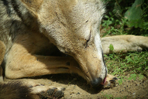 Black-backed Jackal (Canis mesomelas) closeup Closeup of a Black-backed Jackal cleaning its paws. Arnhem Zoo,Black-backed Jackal,Black-backed jackal,Canis mesomelas,Jackals,Mammalia,Red Jackal,Silver-backed Jackal