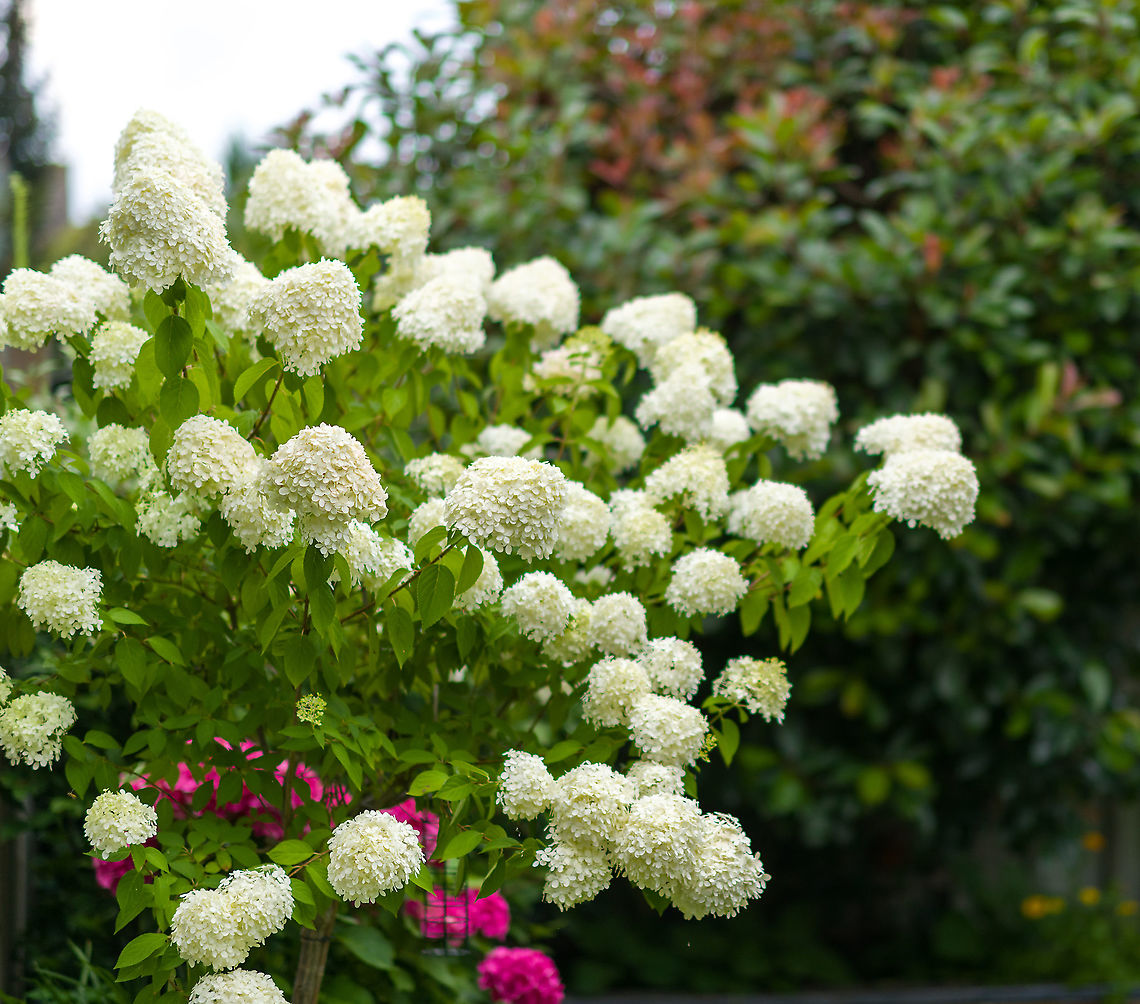 Incrediball Same as last year, this cultivated plant is doing its thing again in the garden. The nickname "Incrediball" comes from its excessive flowering. It produces such heavy flower heads that the stem is visibly under duress, and incidentally entire branches may simply snap off. I never recorded the bloom time, but from recollection they stay this way for a long time, at least 2 or 3 months. Heesch,Hydrangea arborescens,Sevenbark