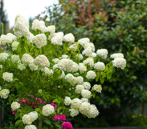 Incrediball Same as last year, this cultivated plant is doing its thing again in the garden. The nickname "Incrediball" comes from its excessive flowering. It produces such heavy flower heads that the stem is visibly under duress, and incidentally entire branches may simply snap off. I never recorded the bloom time, but from recollection they stay this way for a long time, at least 2 or 3 months. Heesch,Hydrangea arborescens,Sevenbark