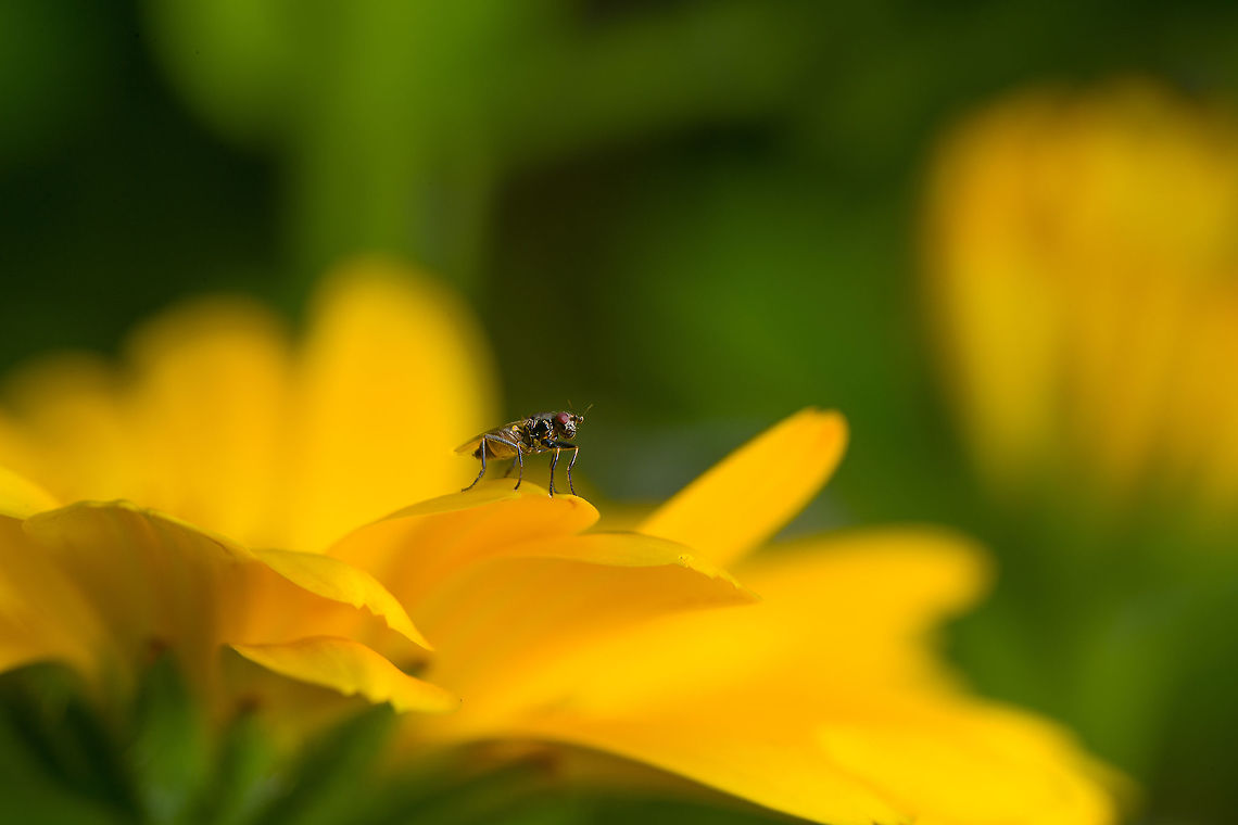 Sphaeroceridae on Calendula officinalis A tiny fly on a petal of a cultivated Calendula officinalis.<br />
<figure class="photo"><a href="https://www.jungledragon.com/image/119865/pot_marigold_flower_closeup.html" title="Pot Marigold flower closeup"><img src="https://s3.amazonaws.com/media.jungledragon.com/images/2/119865_thumb.jpg?AWSAccessKeyId=05GMT0V3GWVNE7GGM1R2&Expires=1770854410&Signature=dP03m9e7m0fsY2dwHvvaVT9OI6w%3D" width="200" height="200" alt="Pot Marigold flower closeup Cultivated, from the garden. I applied the water drops myself using an ultra fine water sprayer. Calendula officinalis,Heesch,Macro,Pot marigold" /></a></figure> Heesch,Macro