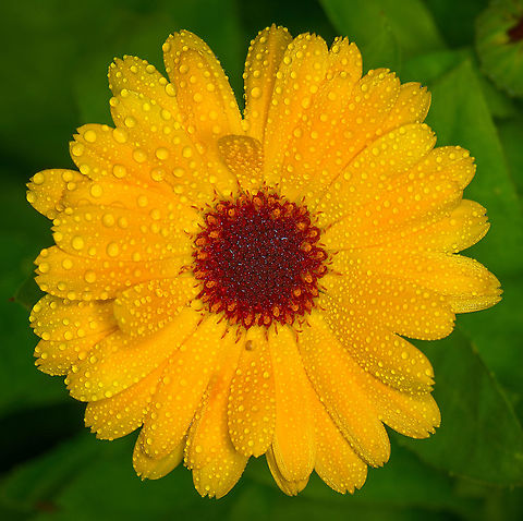 Pot Marigold flower closeup Cultivated, from the garden. I applied the water drops myself using an ultra fine water sprayer. Calendula officinalis,Heesch,Macro,Pot marigold