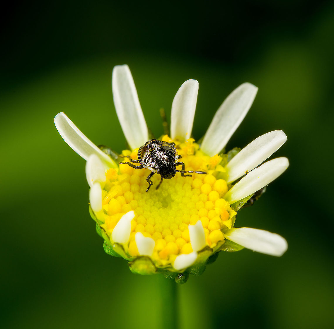 Shield bug nymph on flower Taken in the garden. Heesch,Macro,Netherlands