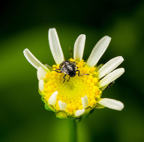 Shield bug nymph on flower Taken in the garden. Heesch,Macro,Netherlands