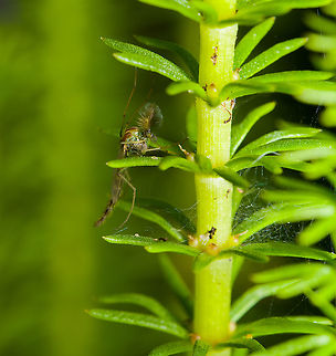 Male midge on Common Mare's Tail, Heesch, Netherlands Not really happy with the cluttered photo. This is a male midge on the Common Mare's Tail, a water plant in my micro pond (just a bucket of water dug into the ground). Here's the full plant:
https://www.jungledragon.com/image/117629/common_mares_tail_heesch_netherlands.html Heesch,Macro