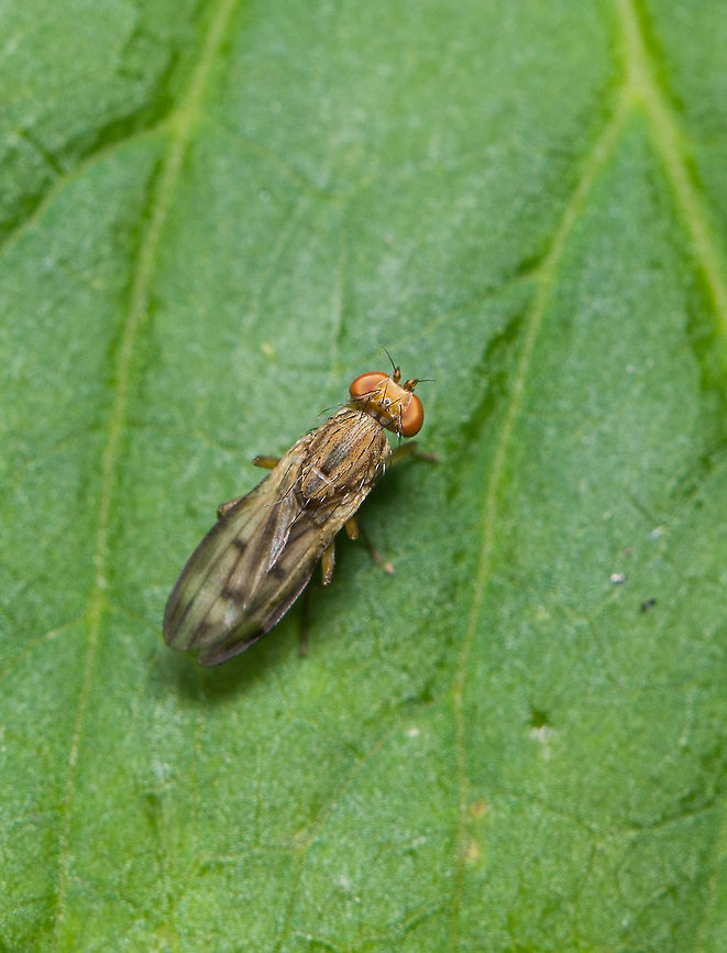 Marsh fly, Heesch, Netherlands Deep crop. Based on appearance, my theory is that this is a marsh fly. They are also known as "snail killers", as they lay eggs near snails so that their larvae can hunt or parasite on snails. Heesch,Macro
