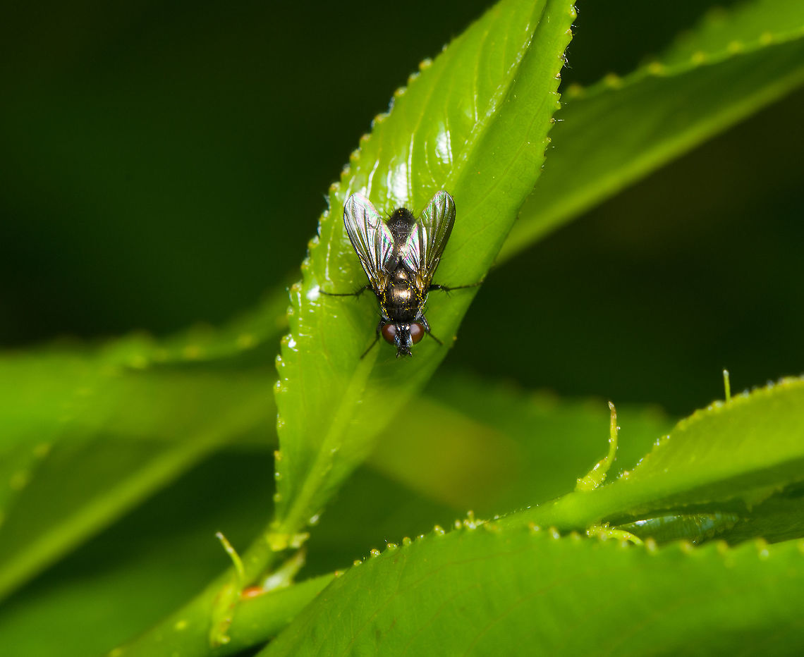Green bottlefly? Heesch, Netherlands The golden shine of this fly peaked my interest, but for now I still believe it's a green bottle fly. Heesch,Macro
