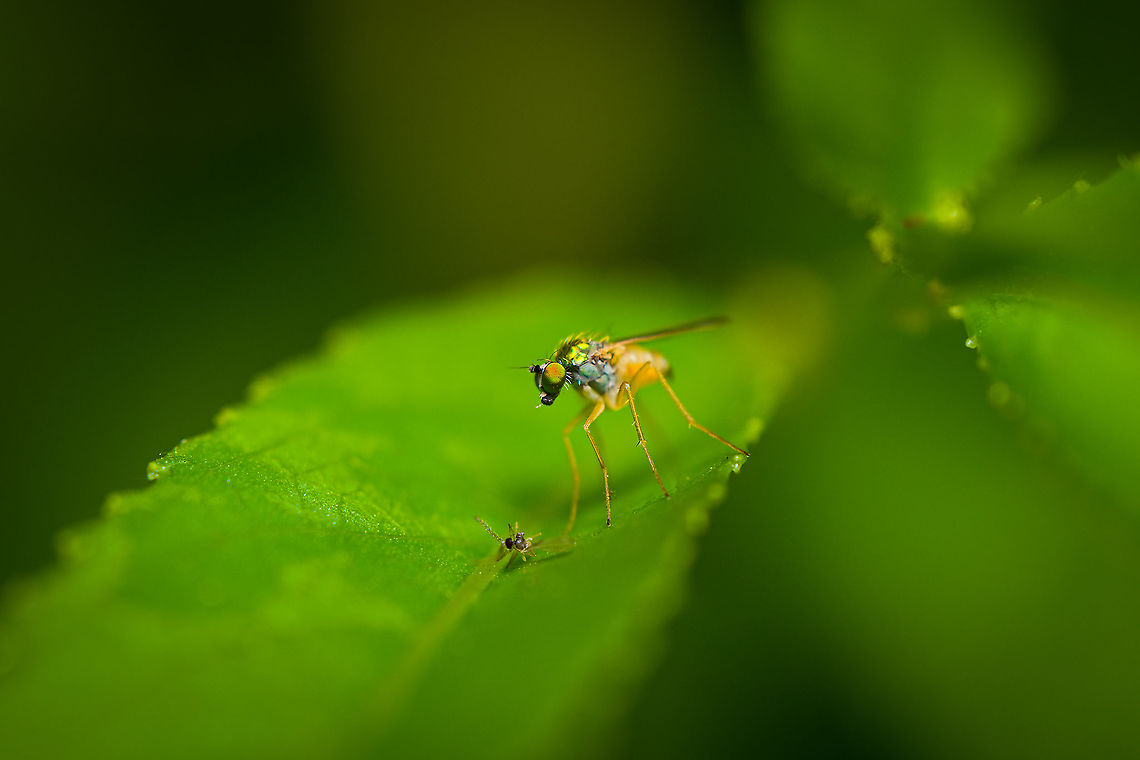 Dolichopodidae, Long-legged fly I believe this to be a long-legged fly, family Dolichopodidae. They are predatory, and some 7,000 species are described worldwide. Besides their obvious long legs and typical posture, many species feature extravagant body parts, like the thorax seen in this photo. Most are really tiny, I estimate this one at 3-5mm. Heesch,Macro