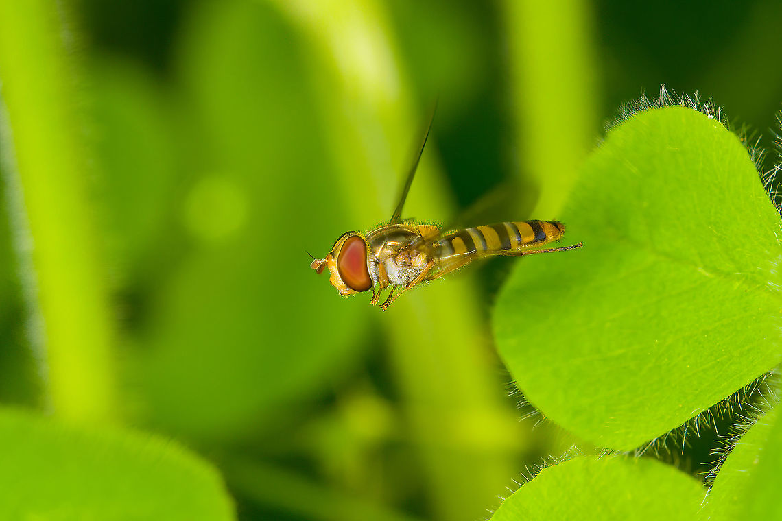 Marmalade hoverfly en route to Garden candytuft - crop <figure class="photo"><a href="https://www.jungledragon.com/image/119878/marmalade_hoverfly_en_route_to_garden_candytuft.html" title="Marmalade hoverfly en route to Garden candytuft"><img src="https://s3.amazonaws.com/media.jungledragon.com/images/2/119878_thumb.jpg?AWSAccessKeyId=05GMT0V3GWVNE7GGM1R2&Expires=1759968010&Signature=0VtRWsPDYsyjynVMzkmzK88Y5ic%3D" width="200" height="134" alt="Marmalade hoverfly en route to Garden candytuft https://www.jungledragon.com/image/119877/marmalade_hoverfly_en_route_to_garden_candytuft_-_crop.html Episyrphus balteatus,Heesch,Macro,Marmalade hoverfly" /></a></figure> Episyrphus balteatus,Heesch,Macro,Marmalade hoverfly