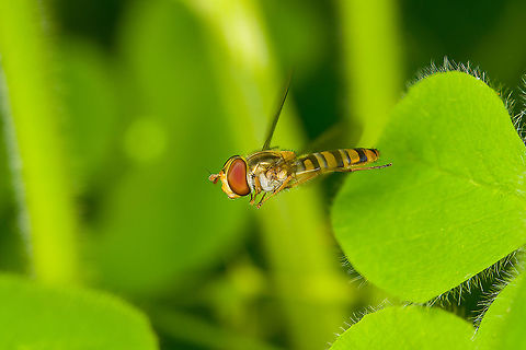 Marmalade hoverfly en route to Garden candytuft - crop https://www.jungledragon.com/image/119878/marmalade_hoverfly_en_route_to_garden_candytuft.html Episyrphus balteatus,Heesch,Macro,Marmalade hoverfly
