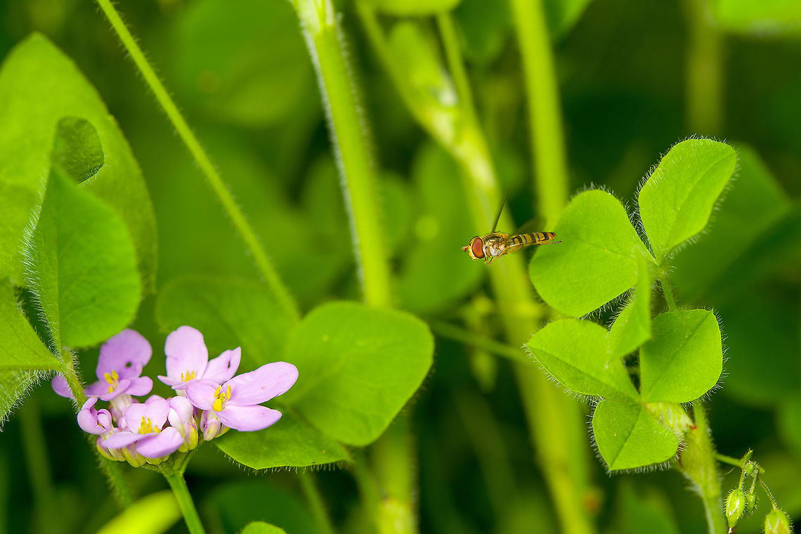 Marmalade hoverfly en route to Garden candytuft <figure class="photo"><a href="https://www.jungledragon.com/image/119877/marmalade_hoverfly_en_route_to_garden_candytuft_-_crop.html" title="Marmalade hoverfly en route to Garden candytuft - crop"><img src="https://s3.amazonaws.com/media.jungledragon.com/images/2/119877_thumb.jpg?AWSAccessKeyId=05GMT0V3GWVNE7GGM1R2&Expires=1769040010&Signature=i2Efvb8VpyXKQ6PuTw%2FOBPFGd50%3D" width="200" height="134" alt="Marmalade hoverfly en route to Garden candytuft - crop https://www.jungledragon.com/image/119878/marmalade_hoverfly_en_route_to_garden_candytuft.html Episyrphus balteatus,Heesch,Macro,Marmalade hoverfly" /></a></figure> Episyrphus balteatus,Heesch,Macro,Marmalade hoverfly