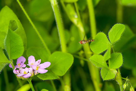 Marmalade hoverfly en route to Garden candytuft https://www.jungledragon.com/image/119877/marmalade_hoverfly_en_route_to_garden_candytuft_-_crop.html Episyrphus balteatus,Heesch,Macro,Marmalade hoverfly