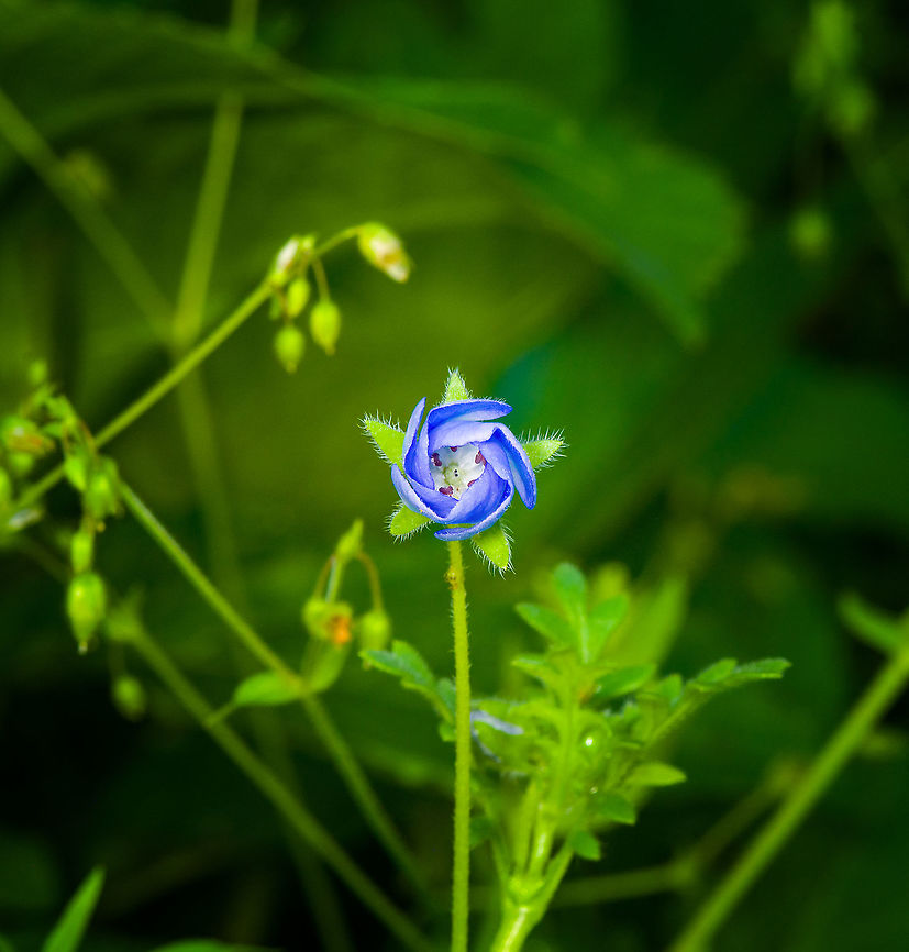 Menzies' Baby Blue Eyes, Heesch, Netherlands Cultivated, a frontal view just before the flower fully opens. Baby blue eyes,Heesch,Macro,Nemophila menziesii