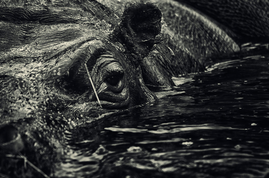 Hippo in water in Antwerpen zoo, eye detail  Antwerpen,Hippopotamus,Hippopotamus amphibius