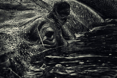 Hippo in water in Antwerpen zoo, eye detail  Antwerpen,Hippopotamus,Hippopotamus amphibius