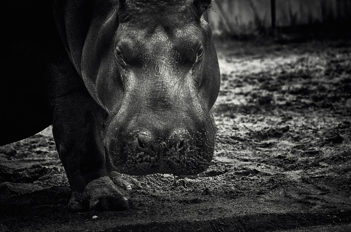 Hippo head front view in Antwerpen Zoo  Antwerpen,Hippopotamus,Hippopotamus amphibius