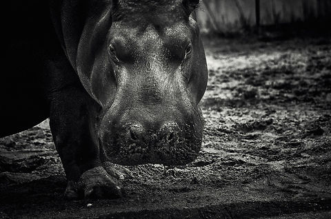 Hippo head front view in Antwerpen Zoo  Antwerpen,Hippopotamus,Hippopotamus amphibius