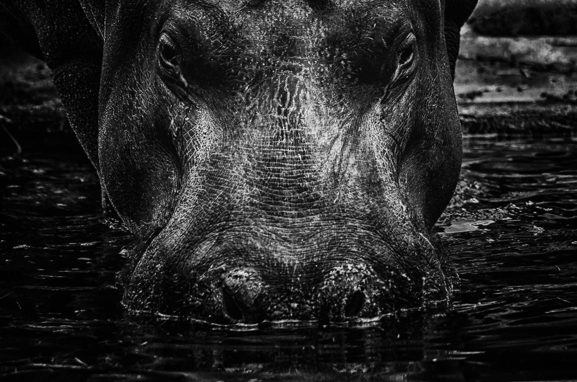 Hippo entering water in Antwerp zoo HDR/B&amp;W cross processed, some hate it, some love it. Antwerpen,Hippopotamus,Hippopotamus amphibius