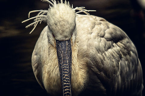 Eurasian Spoonbill epic closeup  Antwerpen,Eurasian Spoonbill,Platalea leucorodia