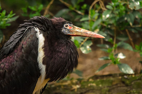 Abdims Stork at Antwerp Zoo This is one of the smallest storks in the world. It often suddenly appears by the hundreds where there are insect plagues. Abdim's stork,Antwerpen,Ciconia abdimii