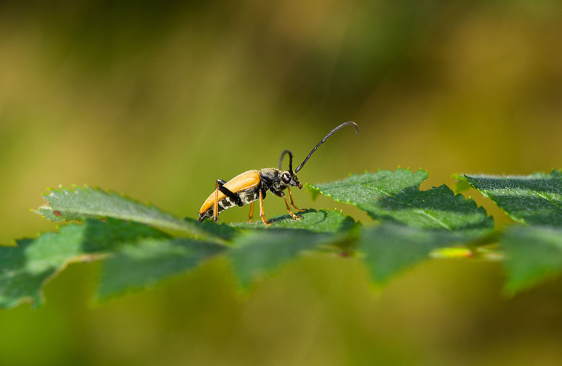 Red-brown Longhorn Beetle, Heeswijk-Dinther, Netherlands  Europe,Heeswijk-Dinther,Netherlands,Red-brown Longhorn Beetle,Stictoleptura rubra,World