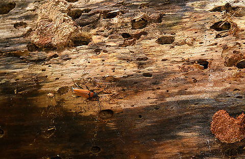 Red-brown Longhorn Beetle in habitat, Heeswijk-Dinther, Netherlands A Red-brown Longhorn Beetle navigating a rotten tree. Europe,Heeswijk-Dinther,Netherlands,Red-brown Longhorn Beetle,Stictoleptura rubra,World